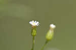 Canadian horseweed